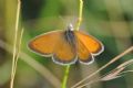 Coenonympha pamphilus